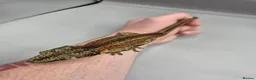 Gecko reptiles for sale: Proven breeder Red striped gargoyle gecko - Advert 6