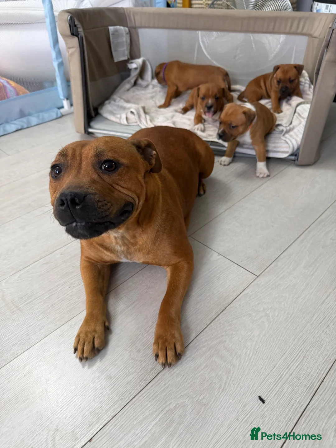 Staffordshire Bull Terrier dogs for sale: 🐾Beautiful Red Staffy Puppies - 2 boys 2 girls 🐾 in Belvedere - Advert 2