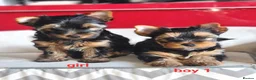Yorkshire Terrier dogs for sale: Pedigree miniature Yorkshire terriers puppies  - Advert 2