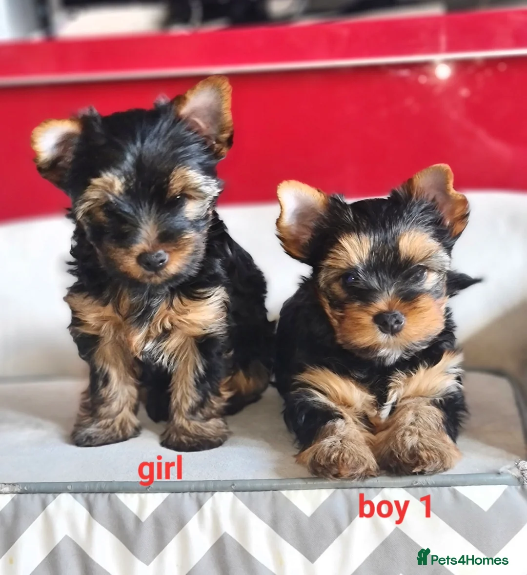 Yorkshire Terrier dogs for sale: Pedigree miniature Yorkshire terriers puppies  - Advert 2