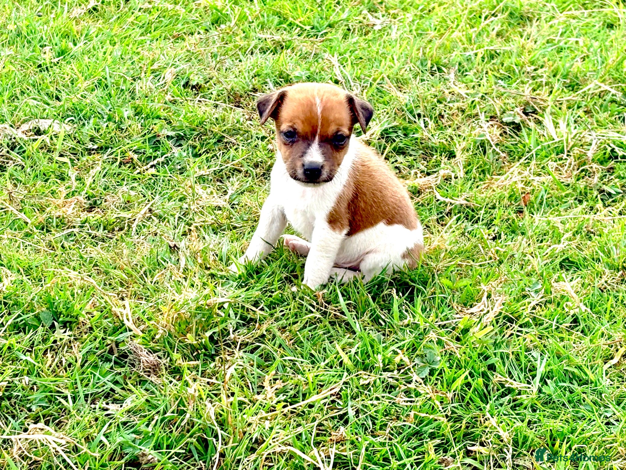 Jack Russell dogs Jack Russell Dog pup - Advert 6
