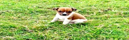 Jack Russell dogs for sale: Jack Russell Dog pup - Advert 1