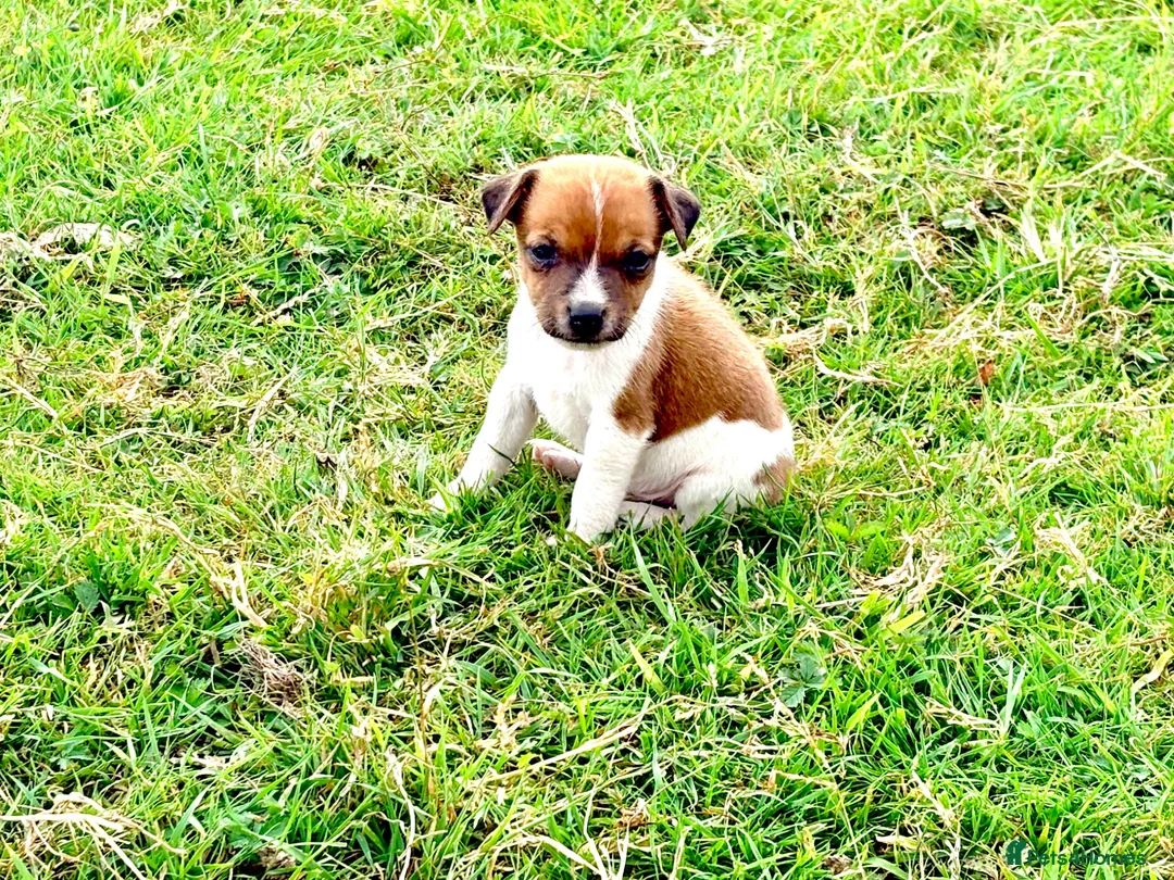 Jack Russell dogs for sale: Jack Russell Dog pup - Advert 1