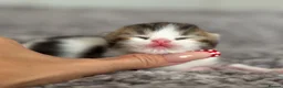 British Shorthair cats for sale: Choc/black ticked tabby white TICA reg  - Advert 12