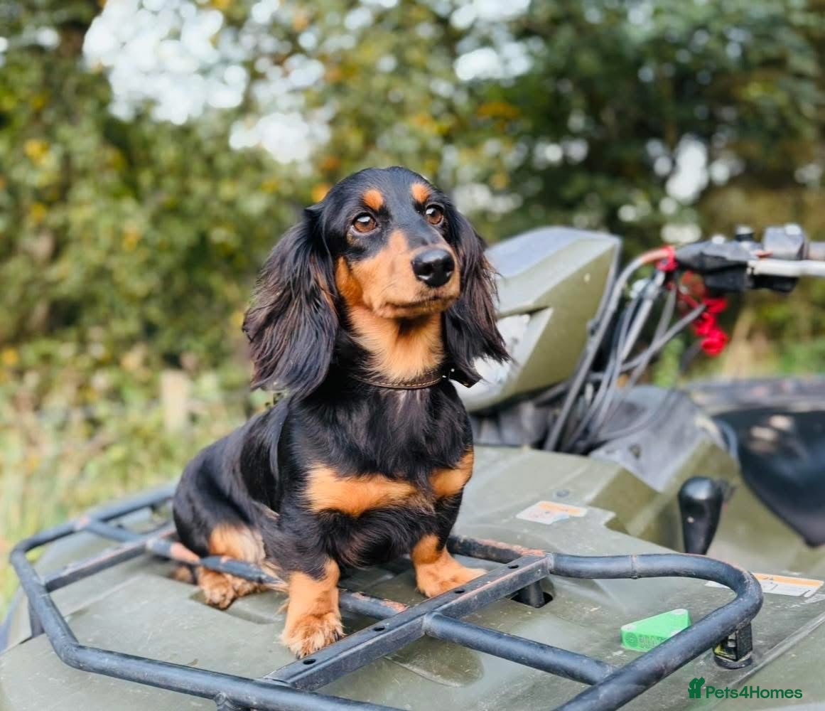 Miniature Dachshund dogs Miniature long haired Dachund puppies - Advert 1