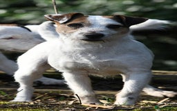 Jack Russell dogs for sale: Tremendous JRT puppies  - Image 4