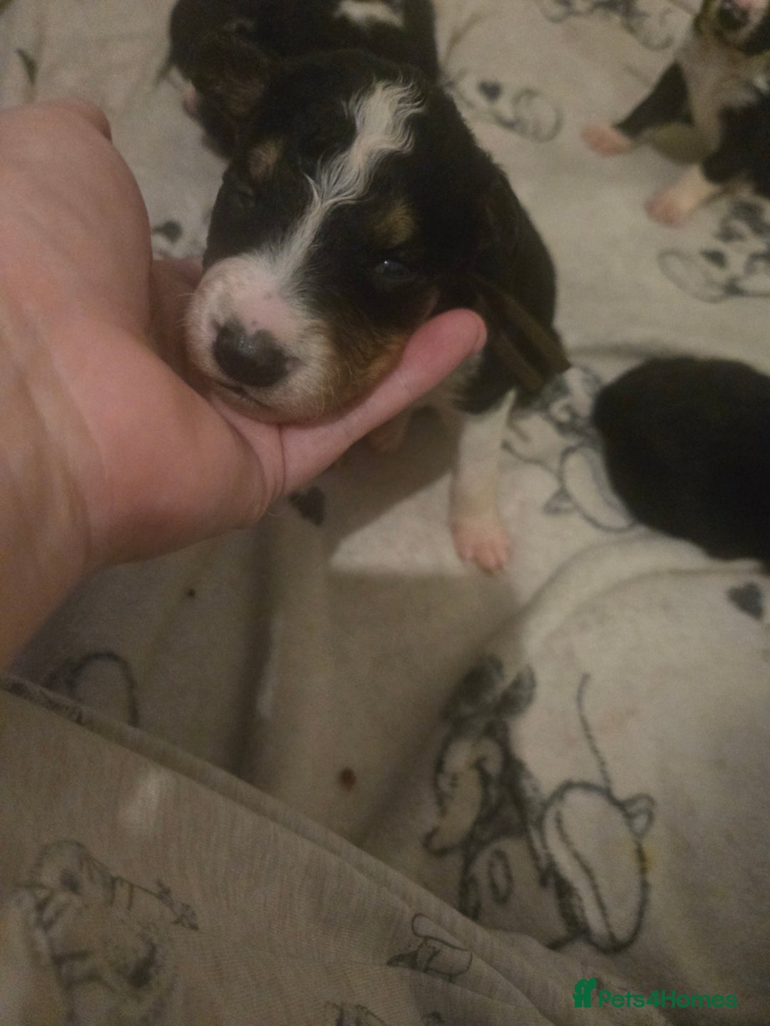 Border Collie dogs for sale: bored collie puppies  - Image 6