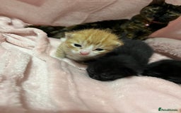 Mixed Breed cats for sale: 2 male kittens  - Image 5