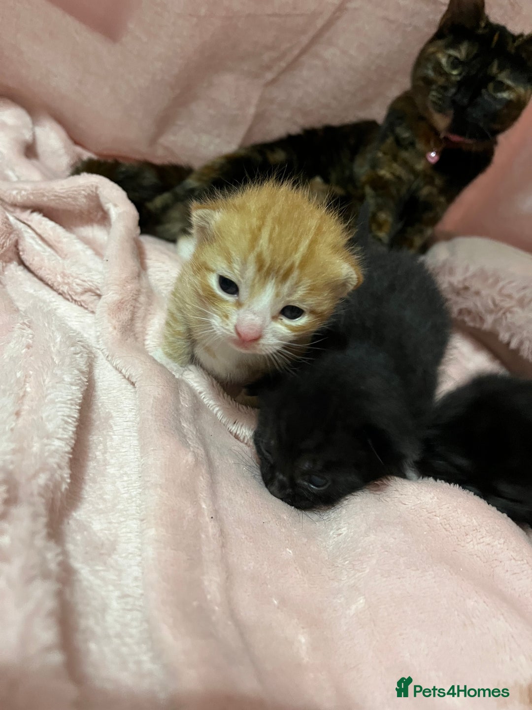 Mixed Breed cats for sale: 2 male kittens  - Image 5