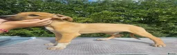 Lurcher dogs for sale: Stunning Kelpie lurchers UPDATED new pics  - Advert 19