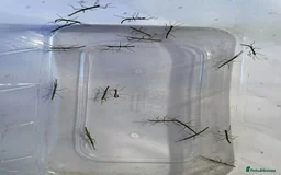 Stick Insects invertebrates for sale: Indian Stick Insects buy 5 get 3 free - Image 5