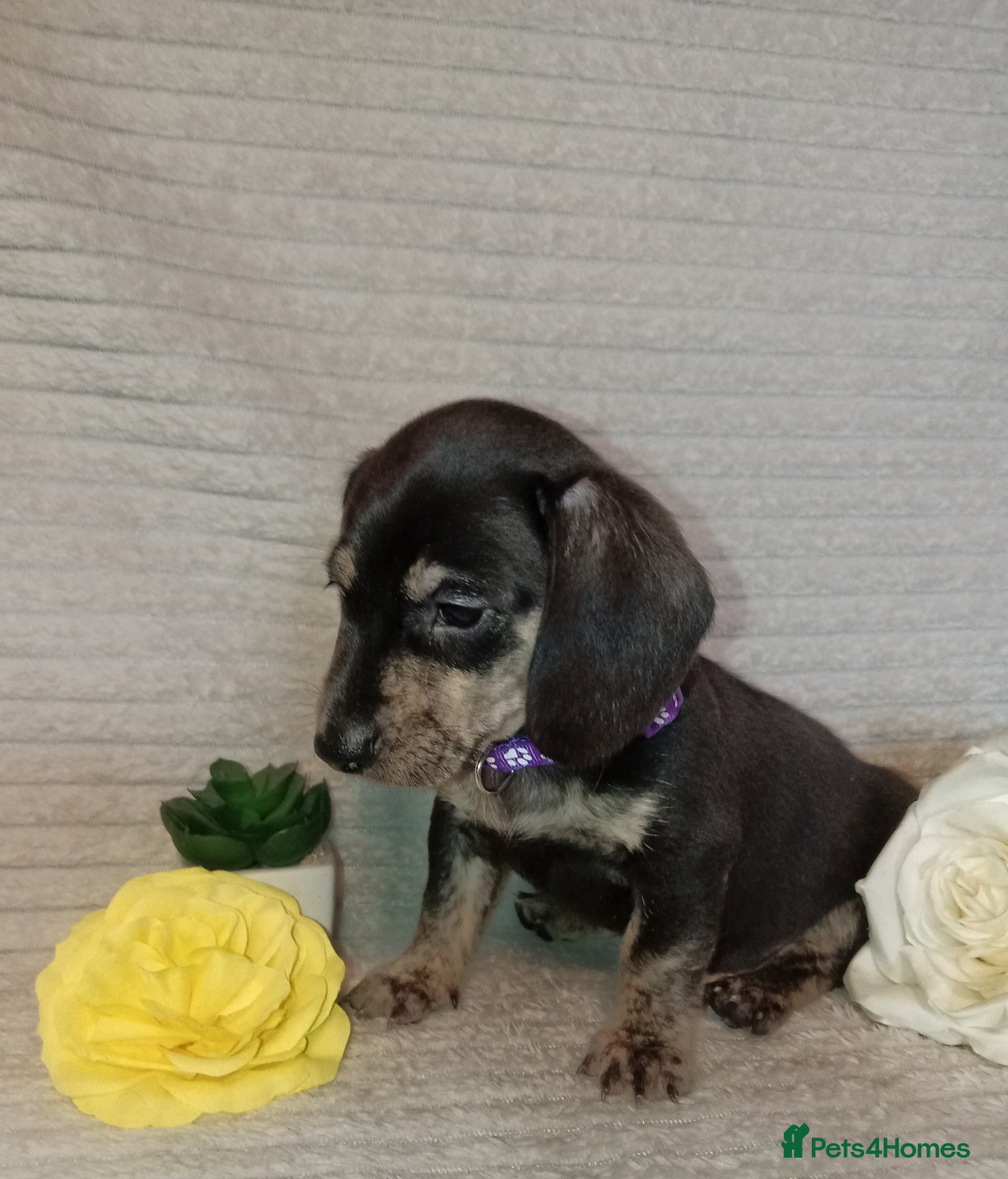 Miniature Dachshund dogs Rare brindle coat beautiful mini smooth dachshunds - Advert 5