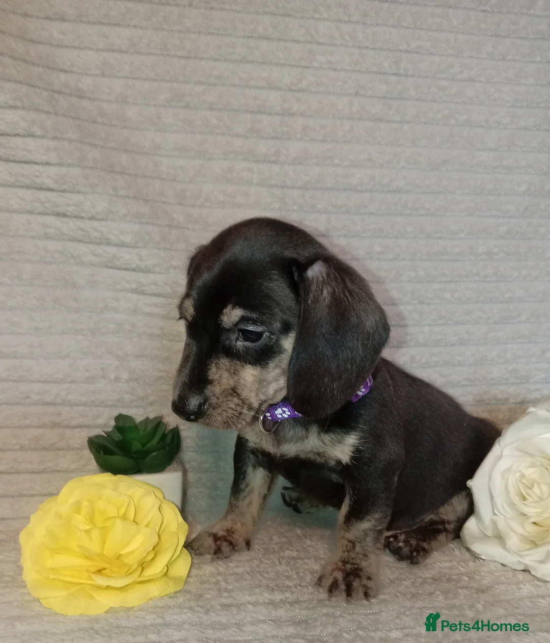 Miniature Dachshund dogs for sale: Rare brindle coat beautiful mini smooth dachshunds - Advert 1