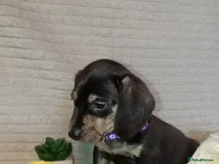 Miniature Dachshund dogs Rare brindle coat beautiful mini smooth dachshunds - Advert 9