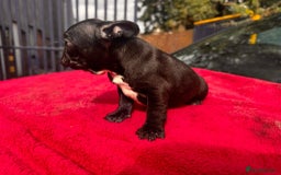 French Bulldog dogs for sale: French bulldog  - Image 6