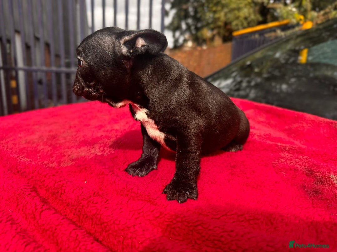 French Bulldog dogs for sale: French bulldog  - Image 6