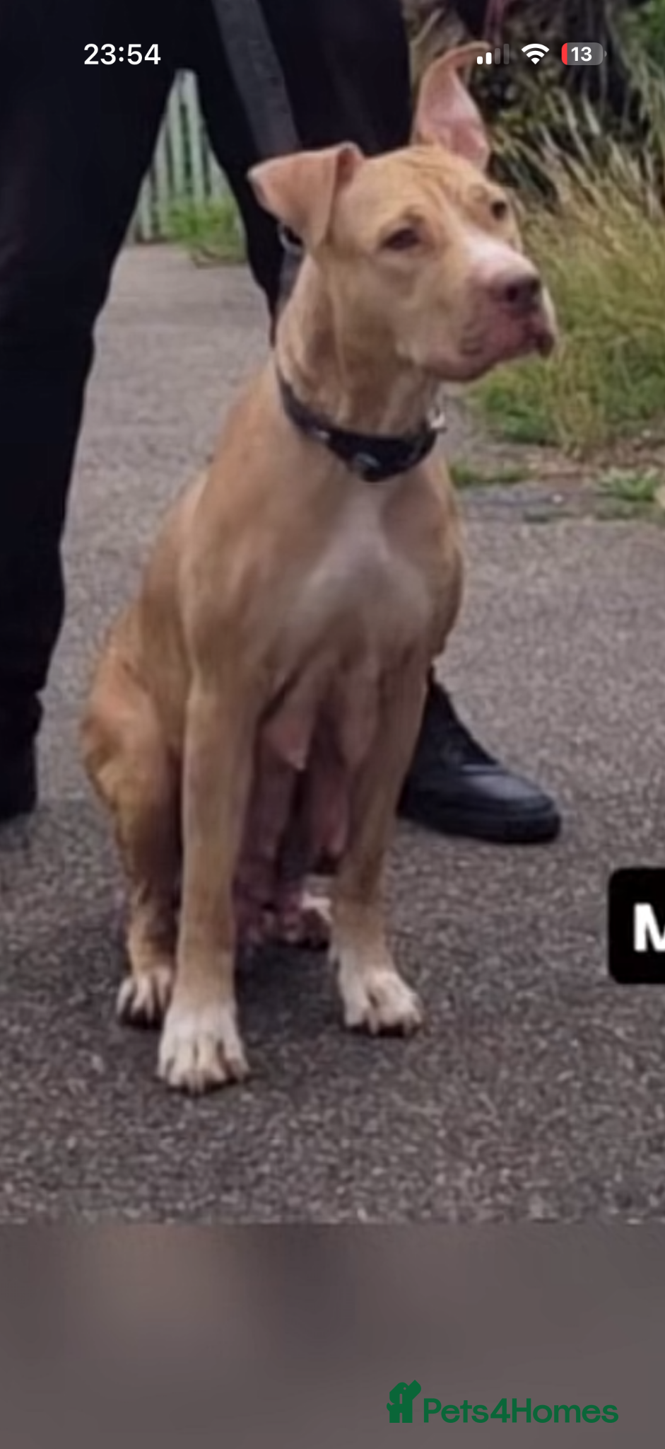 Mixed Breed dogs Presa canario cross Staffordshire terrior  - Advert 5