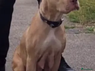 Mixed Breed dogs Presa canario cross Staffordshire terrior - Advert 5