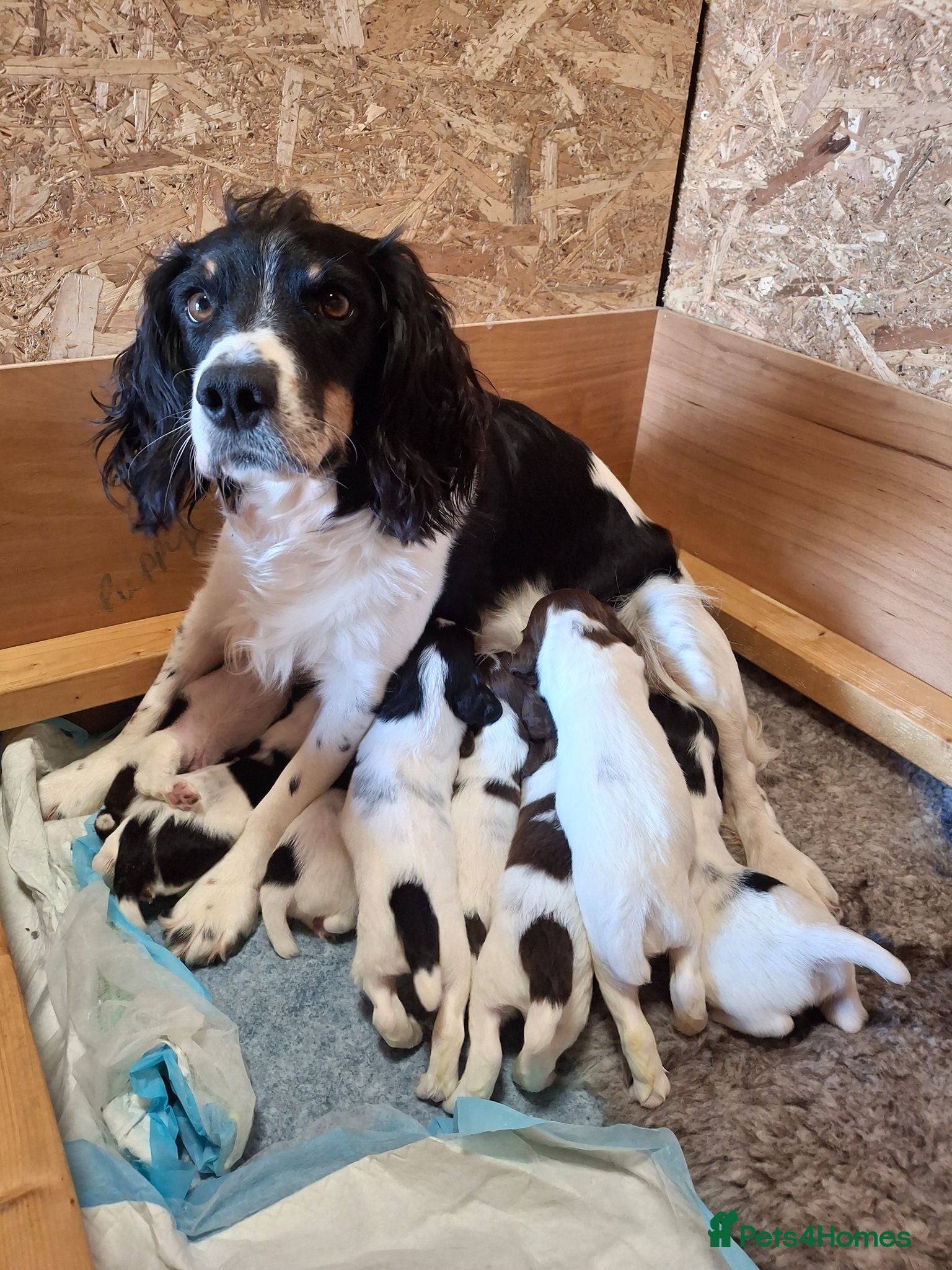 English Springer Spaniel dogs KC Registered Tri colour English Springer Spaniels - Advert 2