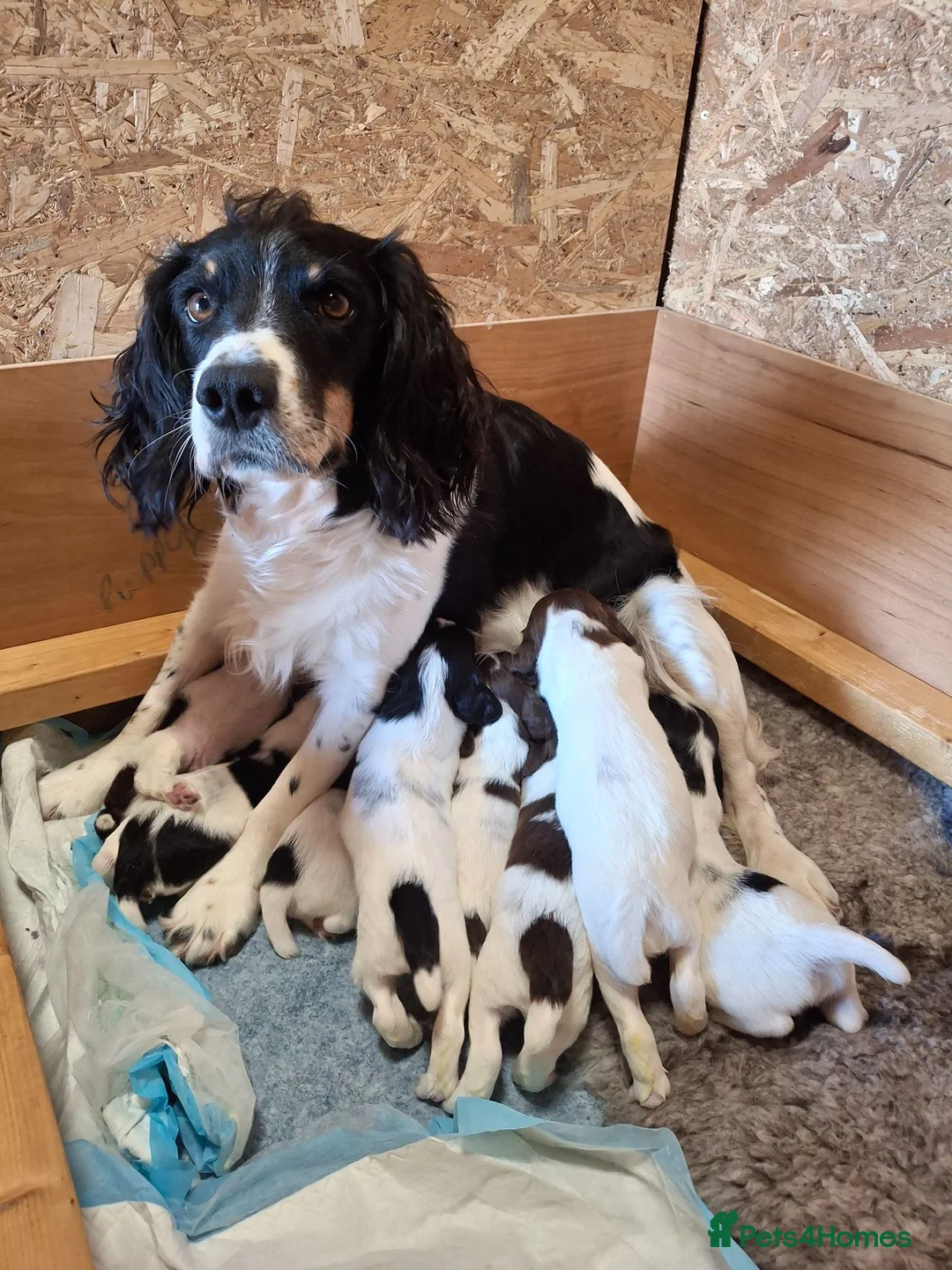 English Springer Spaniel dogs for sale: KC Registered Tri colour English Springer Spaniels in Redruth - Advert 1