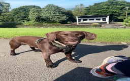 Cockerdor dogs for stud: Small Cockerdor For Stud  in Clitheroe - Image 3