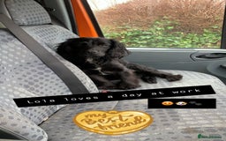 Cocker Spaniel dogs for sale: Beautiful Spaniels  - Image 3