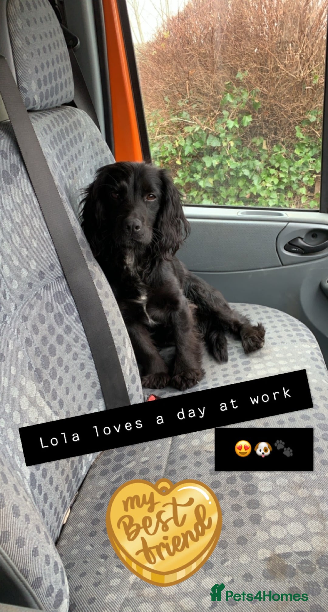 Cocker Spaniel dogs for sale: Beautiful Spaniels  - Image 3