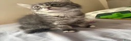 Ragdoll cats for sale: Kitten - Advert 5
