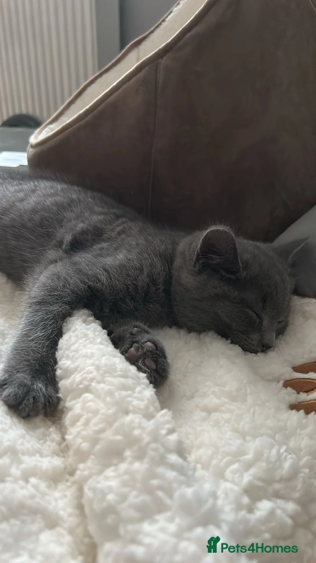 British Shorthair cats for sale: Stunning British Shorthair Kitten – Blue  - Advert 7