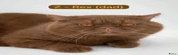 British Shorthair cats for sale: 3 Beautiful Autumn Coloured Kittens🤎🍂 - Advert 5