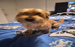 Mixed Breed dogs for sale: Loving dog called Milo for sale  - Image 1