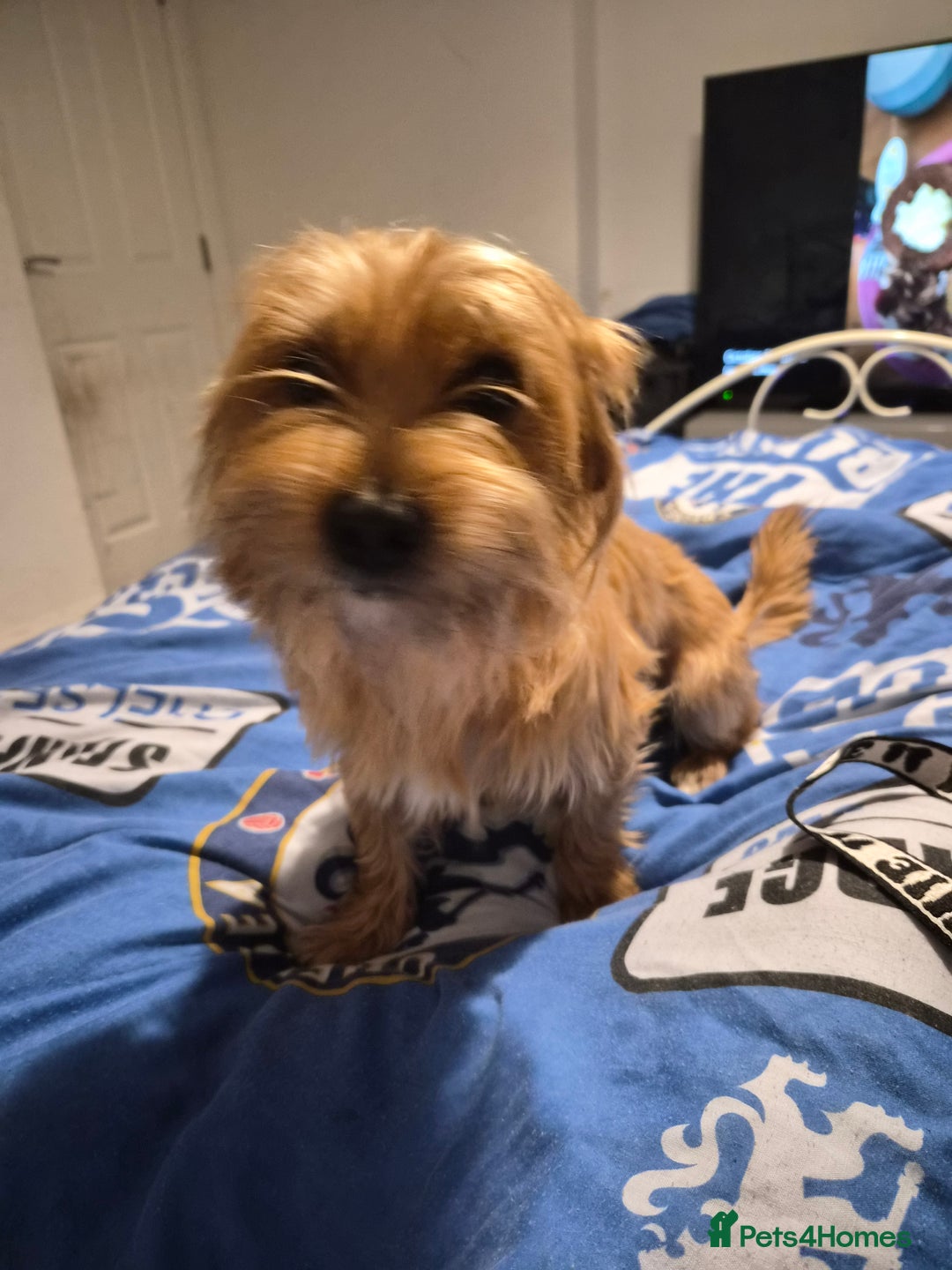 Mixed Breed dogs for sale: Loving dog called Milo for sale  - Image 1