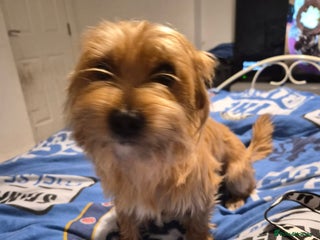 Mixed Breed dogs - Advert 12