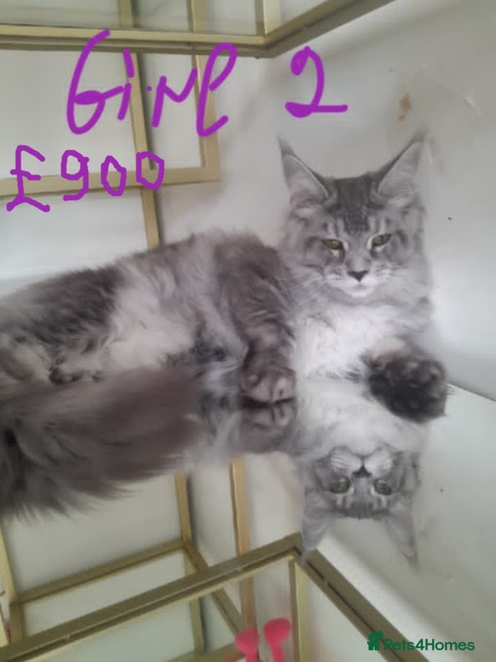 Maine Coon cats Black silver mackerel poly Girls TICA maine coon - Advert 1