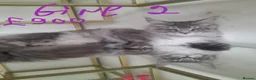 Maine Coon cats for sale: Black silver mackerel poly Girls TICA maine coon - Advert 7