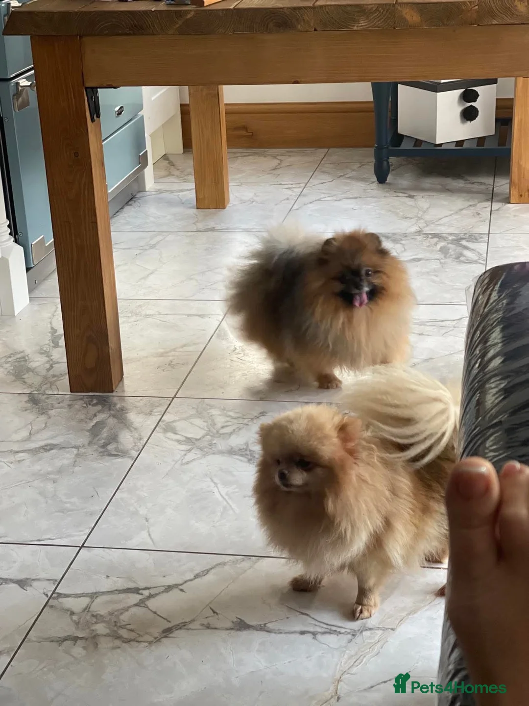 Pomeranian dogs for stud: Outstanding  kc Small Compact Orange Stud Boy in Pontefract - Advert 9