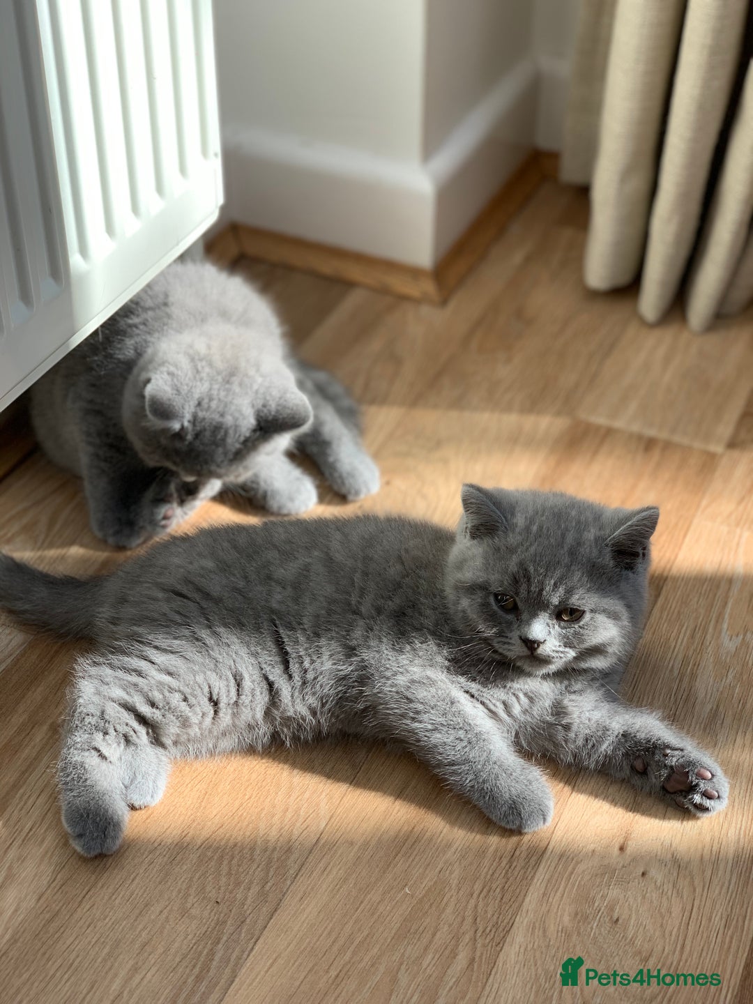British Shorthair cats for sale: GCCF Pedigree Pure Blue British Shorthair - Advert 20