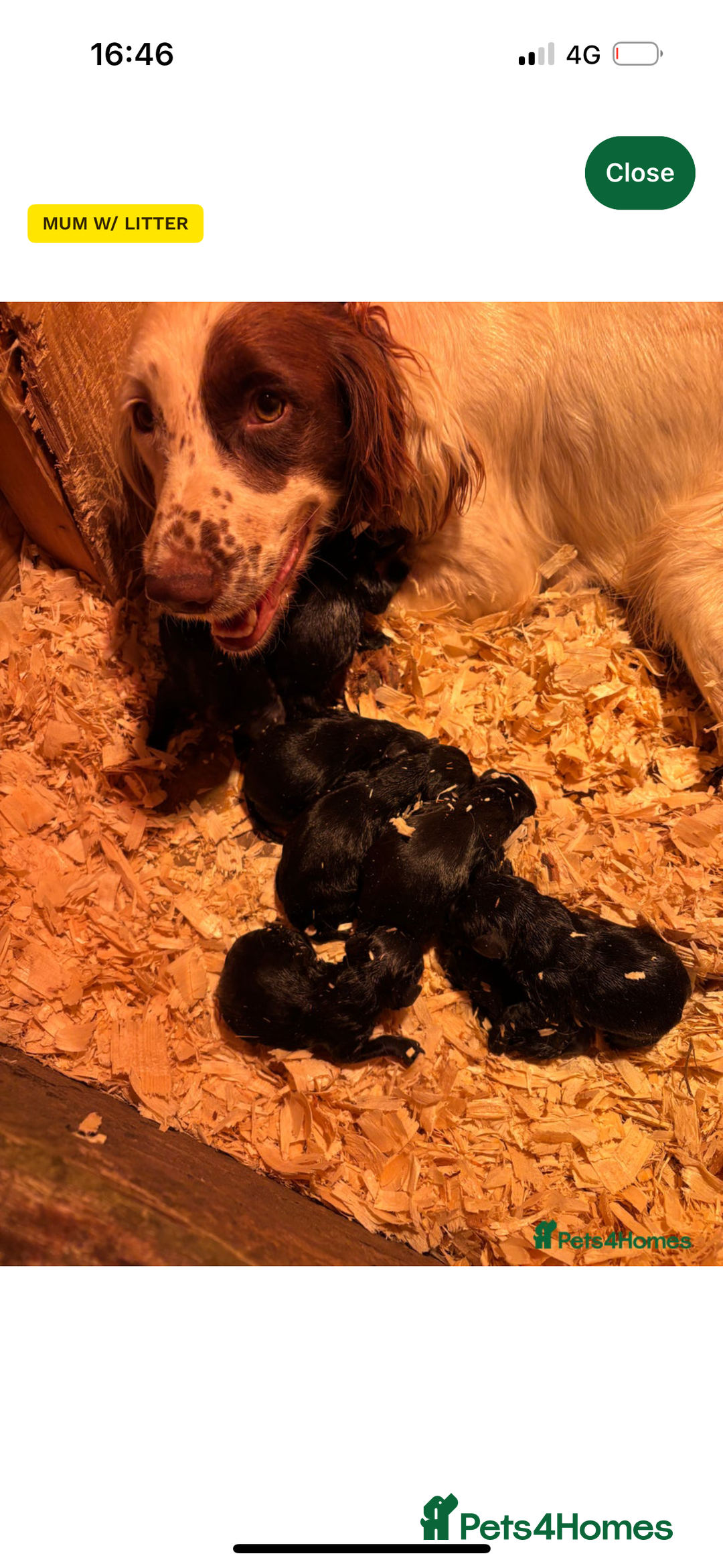 Springador dogs for sale: One black Springadore  - Image 3