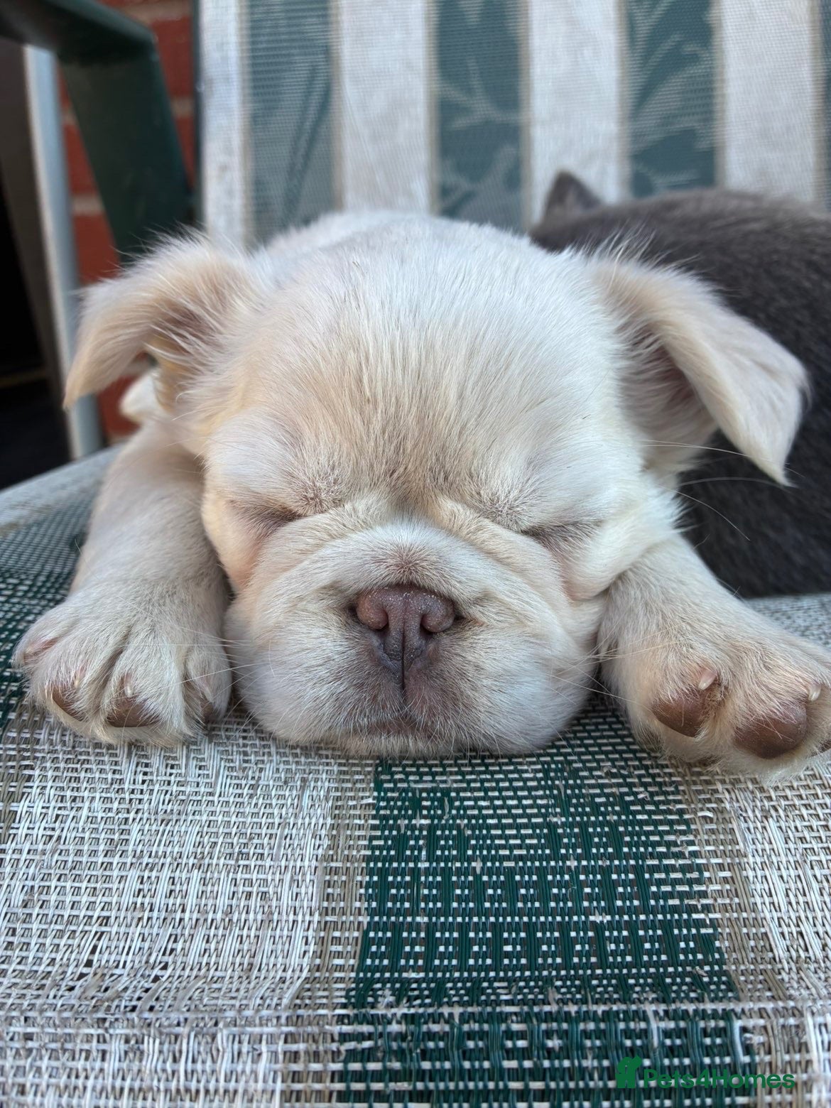 French Bulldog dogs Two little girls looking for new homes🩷 - Advert 2