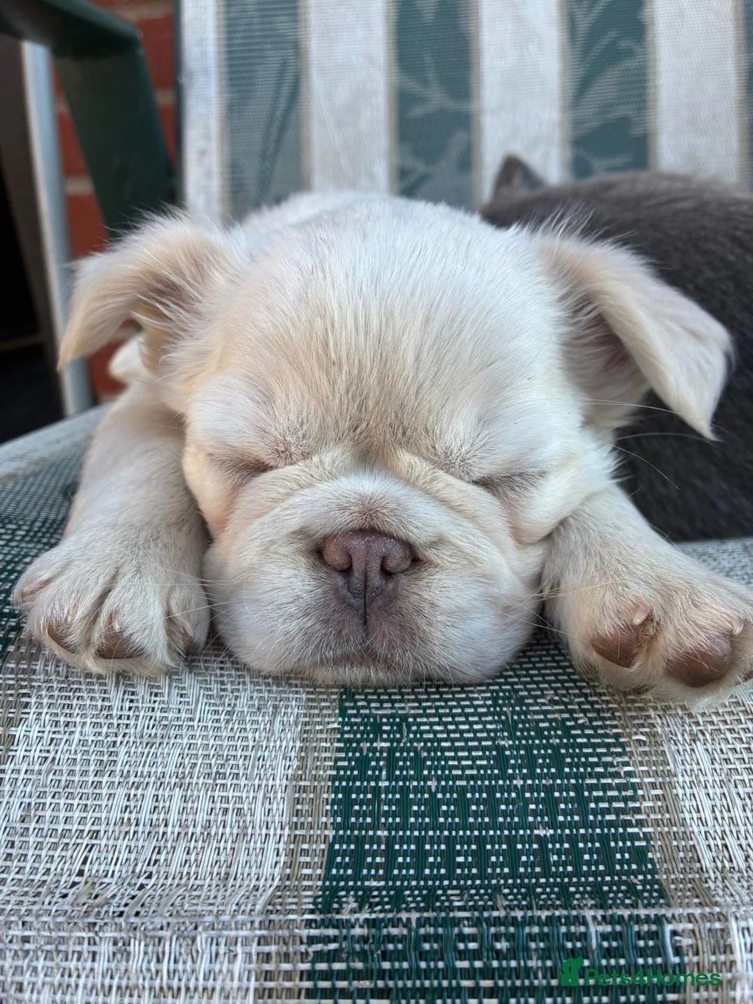 French Bulldog dogs for sale: Two little girls looking for new homes🩷 in Weston-super-Mare - Advert 1