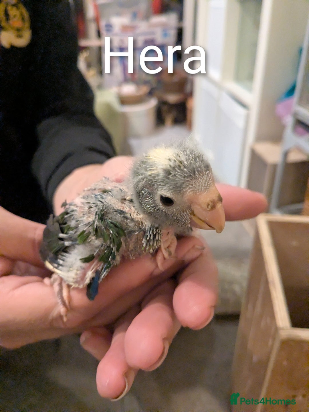 Parakeets birds for sale: Hand reared baby kakarikis - Advert 8
