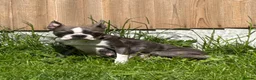 Boston Terrier dogs for sale: Kc Boston Terrier Puppies - Advert 16