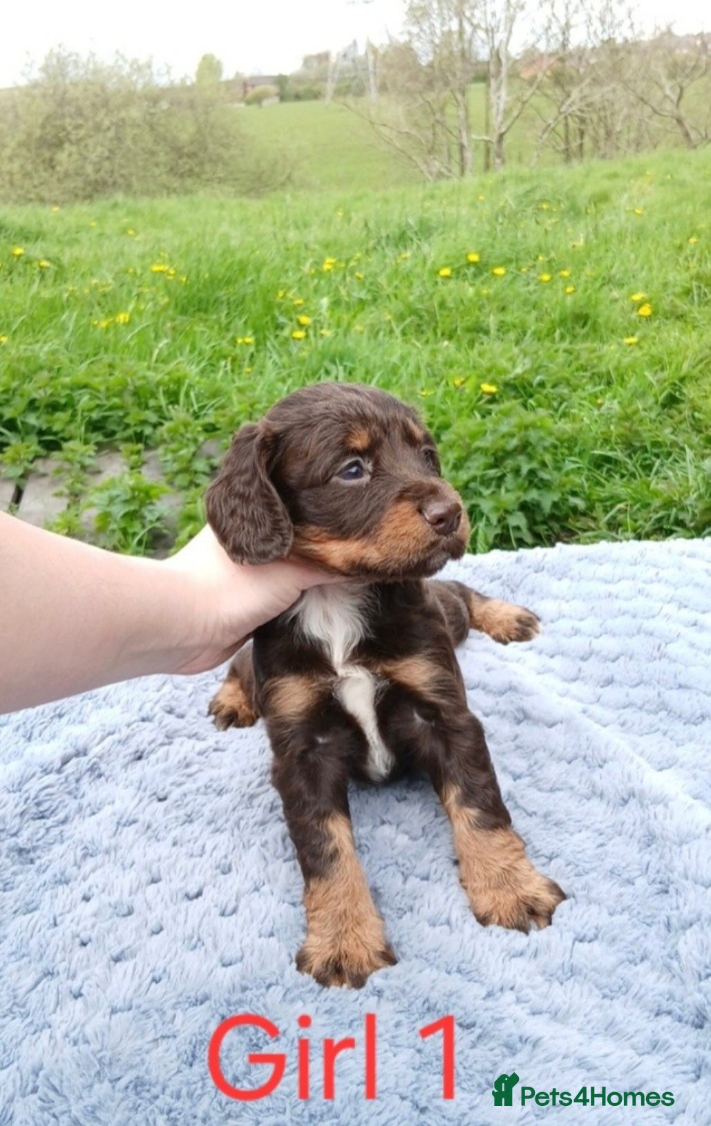Sprocker dogs Beautiful cocker x springer puppies for sale - Advert 7