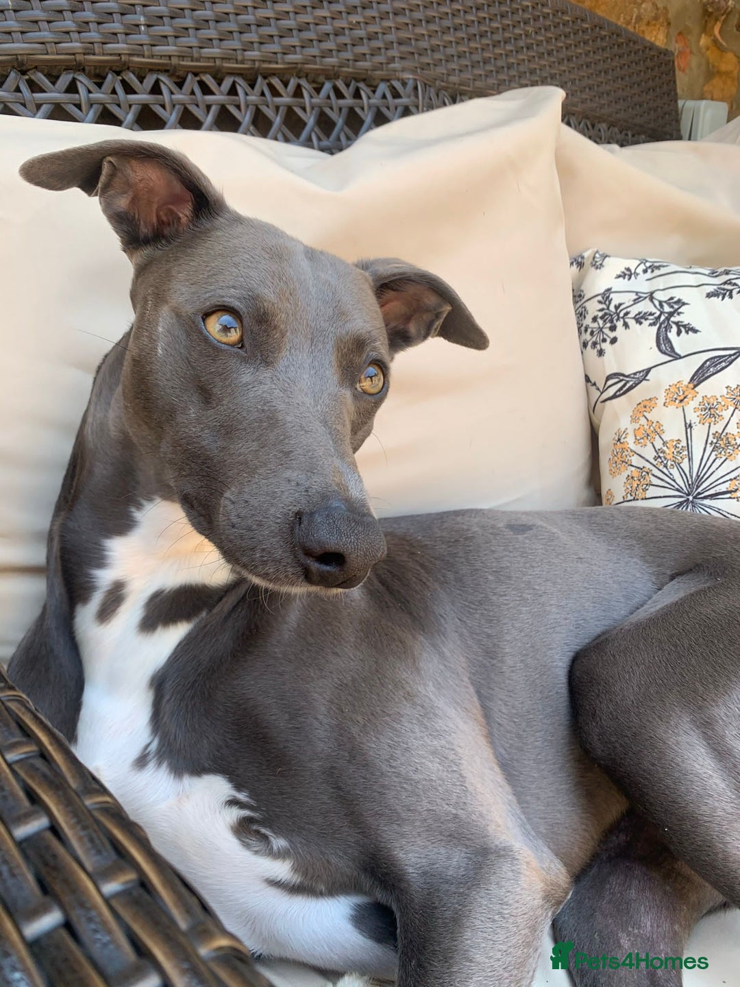 Whippet dogs for sale: Blue Whippet Puppy - Image 17