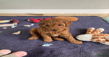 Mixed Breed dogs - Advert 8