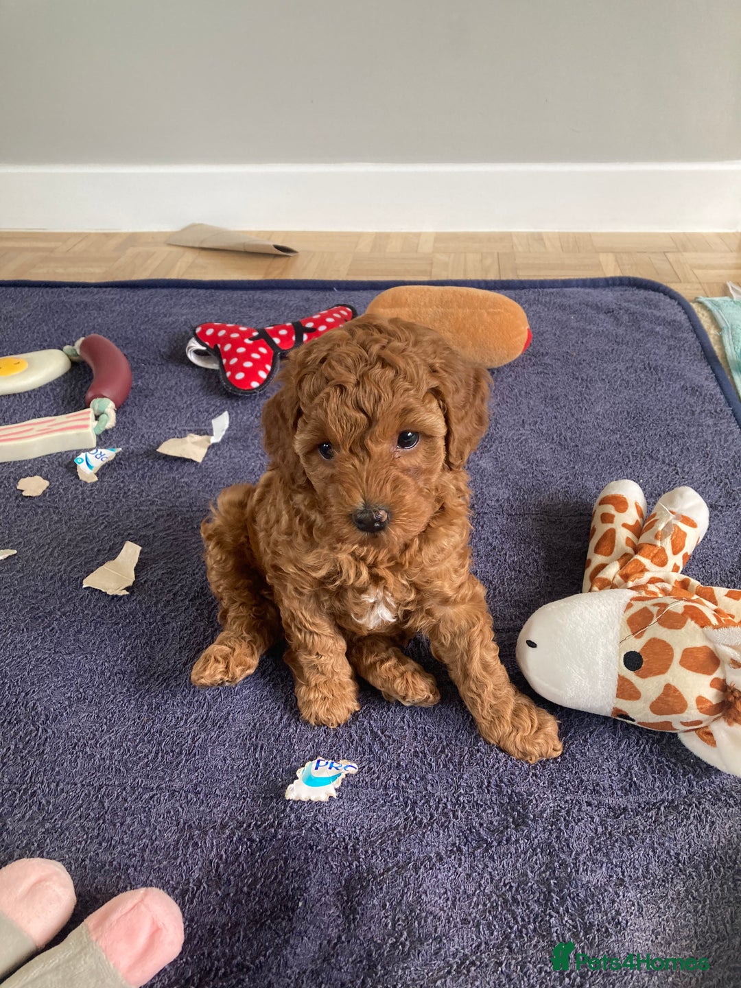 Mixed Breed dogs for sale: COCKAPOO Male and Female fox red  puppies - Image 2
