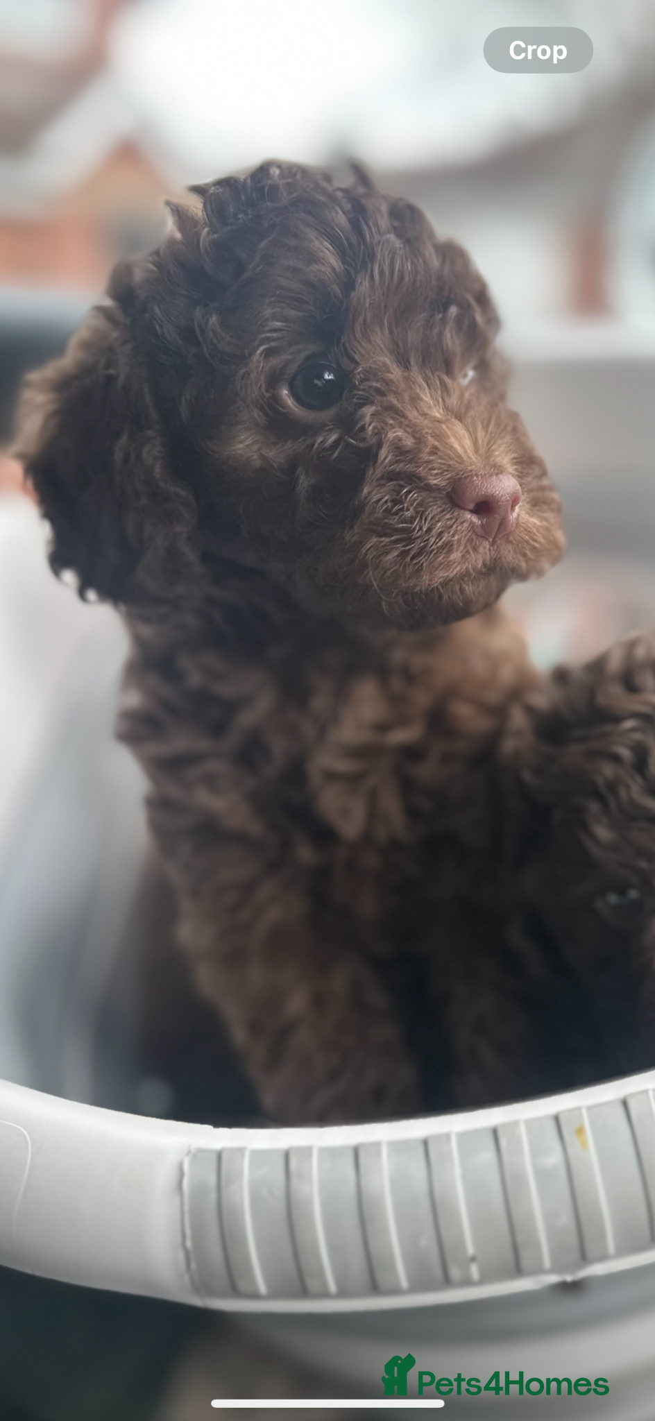 Labradoodle dogs 🐣Outstanding Mini F1B Labradoodles 🐣 - Advert 3