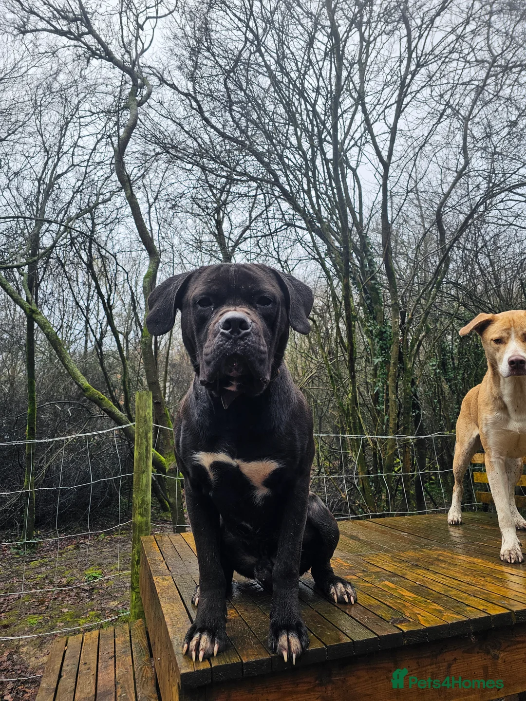 Mixed Breed dogs for sale: A Gentle Giant Looking for His Forever Home - Advert 4