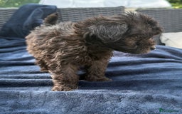 Mixed Breed dogs for sale: Cockerpoo cross puppies - Image 6