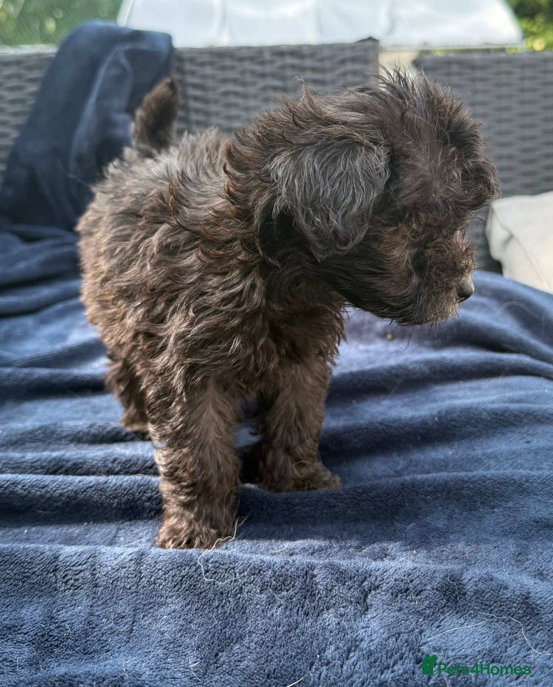Mixed Breed dogs for sale: Cockerpoo cross puppies - Image 6